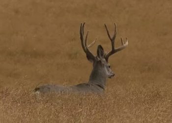 TRAGIKOMEDIJA: JELEN NAPAO LOVCE, JEDNOG RAZORUŽAO, A ONDA POBJEGAO SA PUŠKOM