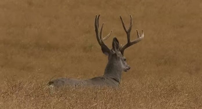 TRAGIKOMEDIJA: JELEN NAPAO LOVCE, JEDNOG RAZORUŽAO, A ONDA POBJEGAO SA PUŠKOM