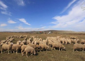 (VIDEO) Farmeri Pešteri spremni za zimu