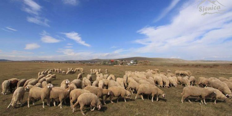 (VIDEO) Farmeri Pešteri spremni za zimu