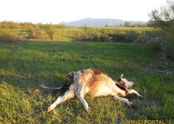 (VIDEO) PORODICI HODOVIĆ IZ KONIČA UGINULE TRI KRAVE