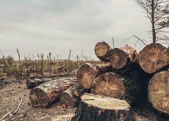 Prijava protiv čuvara šuma: Nesavjesnim radom omogućio bespravnu sječu vrijednu preko 144 hiljade eura!