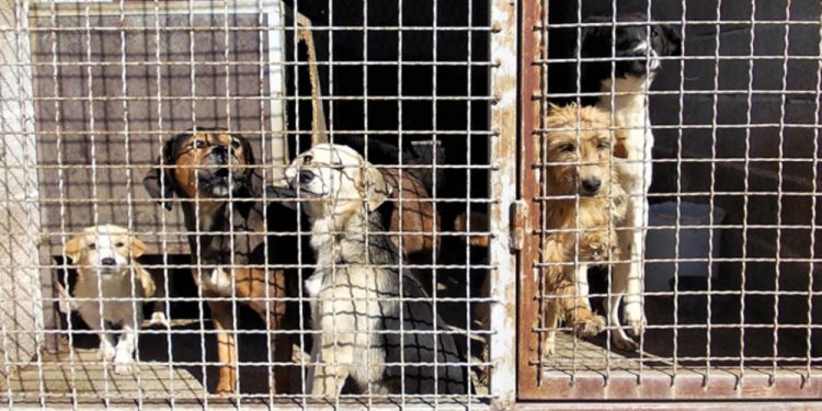 (VIDEO) U Tutinu sprovedena vanredna akcija uklanjanja pasa lutalica