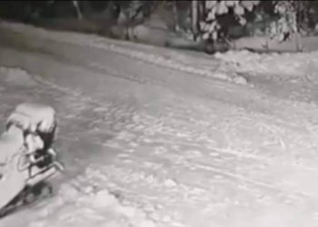 NEVJEROVATAN VIDEO: DJEČAKU SE POČEO PRIBLIŽAVATI VUK, SPASIO GA JE MALENI PSIĆ
