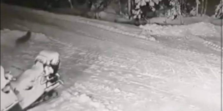 NEVJEROVATAN VIDEO: DJEČAKU SE POČEO PRIBLIŽAVATI VUK, SPASIO GA JE MALENI PSIĆ