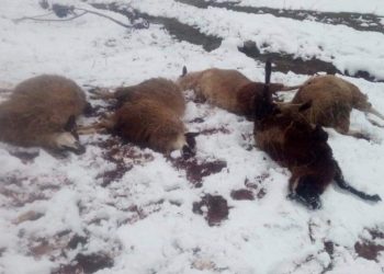 NAJCRNJE JUTRO ZA POVRATNIKA DŽEVADA ĆOSOVIĆA: OSTAO JE BEZ STADA OVACA, KAKO ĆE SADA HRANITI PETOČLANU PORODICU