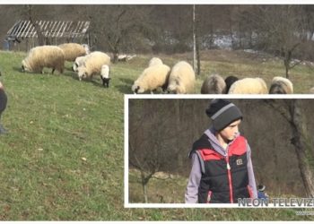 VIDEO/Dvanaestogodišnji Adnan iz tojšića novcem od džeparca kupio Ovce