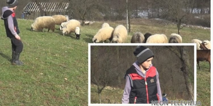 VIDEO/Dvanaestogodišnji Adnan iz tojšića novcem od džeparca kupio Ovce
