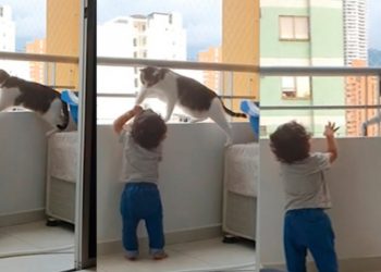 Snimak mačke koja ne da djetetu da se popne na ogradu balkona oduševio milione
