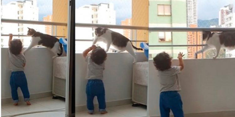 Snimak mačke koja ne da djetetu da se popne na ogradu balkona oduševio milione