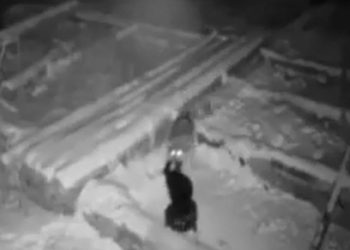 (VIDEO) Snaga gladne zvijeri: Vuk usmrtio psa, otrgnuo ga s lanca i odvukao u šumu, pogledajte snimak