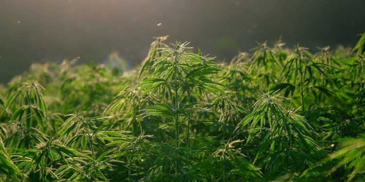 Nađena ilegalna laboratorija marihuane, osumnjičeni uhapšen