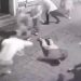 POGLEDAJTE SNIMAK BRUTALNE MASOVNE TUČE U NS: Mladića bacili na beton, pa ga šutirali, jedan napadač mu i skočio na glavu VIDEO