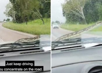 ŠOK I NEVJERICA: Bračnom paru iz Australije na automobil skočila zmija