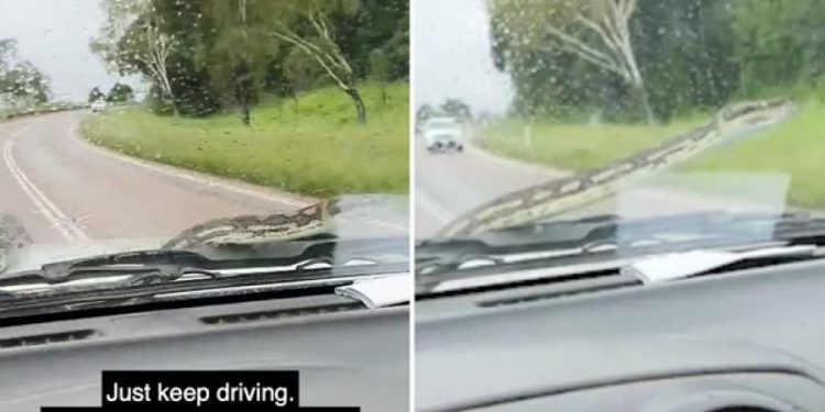 ŠOK I NEVJERICA: Bračnom paru iz Australije na automobil skočila zmija