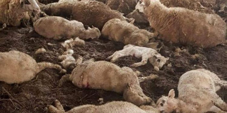 (FOTO) U selu Sitniče čopor pasa zaklao 37 ovaca i 33 jagnjadi