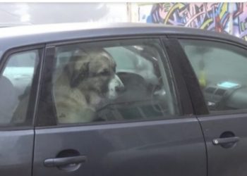 VIDEO) KANGAL U SJENICI NAPAO DJEVOJKU, ZATIM UŠAO U AUTO I NEĆE DA IZAĐE. NIKO NIJE NADLEŽAN