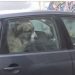 VIDEO) KANGAL U SJENICI NAPAO DJEVOJKU, ZATIM UŠAO U AUTO I NEĆE DA IZAĐE. NIKO NIJE NADLEŽAN