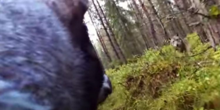 (VIDEO) Pas u lovu nabasao na dva krvoločna vuka i neizbježnu herojsku borbu snimio kamerom