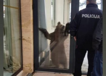 U Beranama ubijena mečka, privedeno više osoba