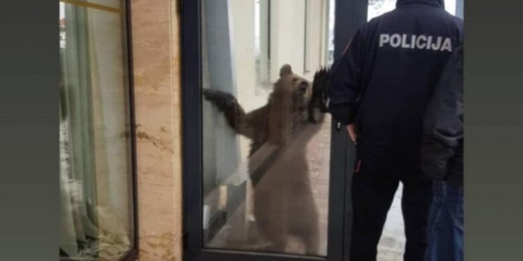 U Beranama ubijena mečka, privedeno više osoba