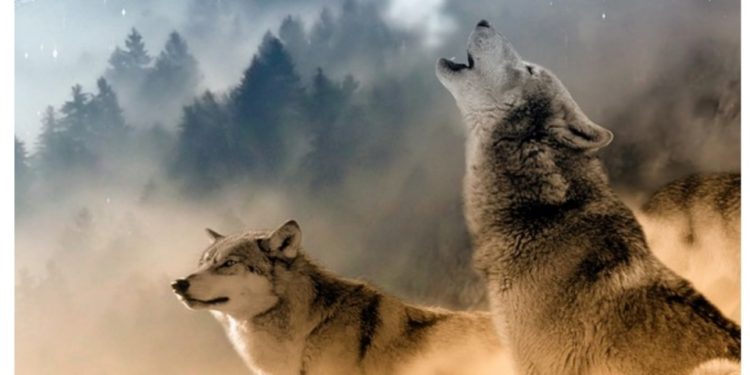 PRIČA O 2 VUKA: ČITA SE ZA 10 SEKUNDI, A POUKA OSTAJE VJEČNO