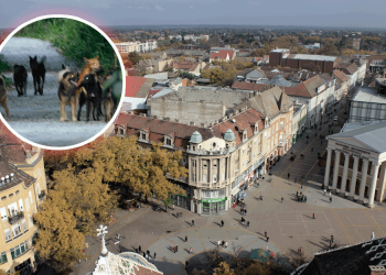 Užas u Subotici! Psi napali ženu, odgrizli joj skalp i uvo