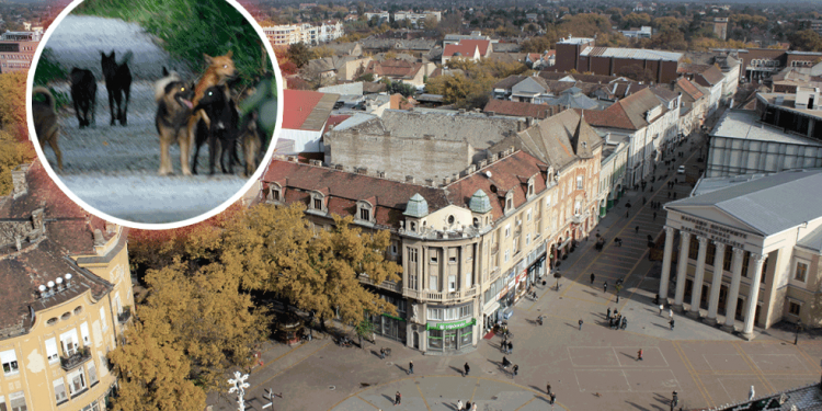Užas u Subotici! Psi napali ženu, odgrizli joj skalp i uvo