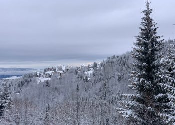 Kopaonik: Veliki broj stabala pao pod teretom snega