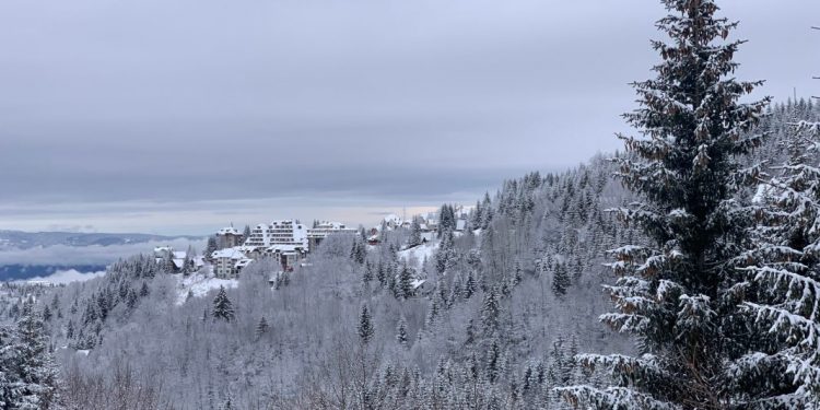 Kopaonik: Veliki broj stabala pao pod teretom snega