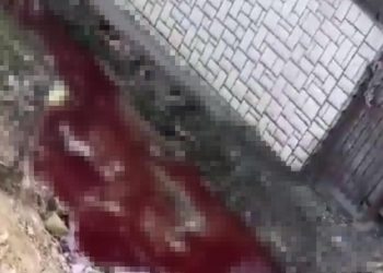 (VIDEO) JEZIVA SCENA U NOVOM PAZARU: Krvava reka teče pored kuća u prigradskom naselju MEŠTANI UZNEMIRENI PRIZOROM