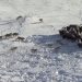 (VIDEO) Najveći vukovi na Zemlji love najveću kopnenu životinju u Sjevernoj Americi
