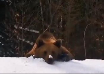 PRONAŠAO SVOJ PLEN: Medved pojurio SKIJAŠA, JEDVA MU JE POBEGAO! (VIDEO)