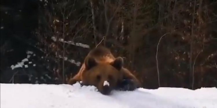 PRONAŠAO SVOJ PLEN: Medved pojurio SKIJAŠA, JEDVA MU JE POBEGAO! (VIDEO)