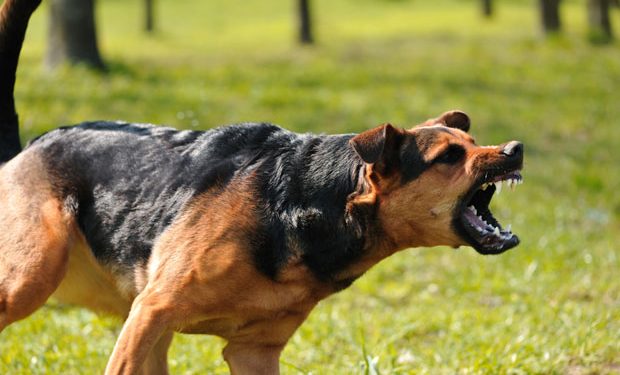 Dečak preminuo nakon što su ga izujedali psi