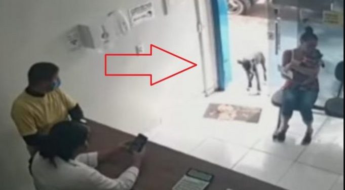 (VIDEO) PAS LUTALICA SAM UŠAO KOD VETERINARA, PODIGAO ŠAPU I POKAZAO GDJE BOLI: Nevjerovatna priča koju milioni gledaju u nevjerici