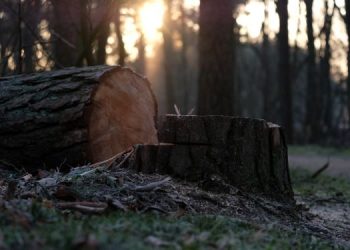 Za ilegalnu seču hrastova godinu dana zatvora – u SAD