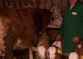 ČUDO u Novoj Varoši: Krava se otelila, Rosići se ŠOKIRALI kad su ugledali troje mladih teladi