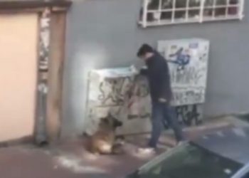 (VIDEO) Uhapšen muškarac koji je brutalno šutirao psa!