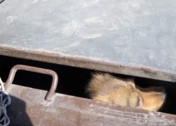 (VIDEO) Tutin: Nastavljena akcija hvatanja i zbrinjavanja pasa lutalica
