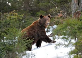 Nova Varoš / Mečka razvalila tor i odvukla džak kukuruza