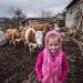 Tutin / Danju čuva svoje kravice, a noću spava u čađavoj sobi: I vodu ima samo u bunaru