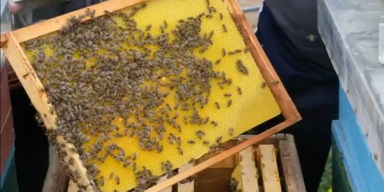 (VIDEO) Tutinski pčelari dočekuju spremno ovogodišnju sezonu pčelarenja