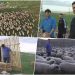NAJVEĆE STADO OVACA NA BALKANU NALAZI SE NA PEŠTER: Vredna braća sa Peštera nikada nisu uspela ni da prebroje sva SVOJA GRLA
