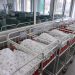 Novi Ginisov rekord: Rođene desetorke, prvi put u istoriji čovečanstva!