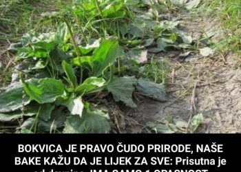 BOKVICA JE PRAVO ČUDO PRIRODE, NAŠE BAKE KAŽU DA JE LIJEK ZA SVE: Prisutna Je Od Davnina, IMA SAMO 1 OPASNOST