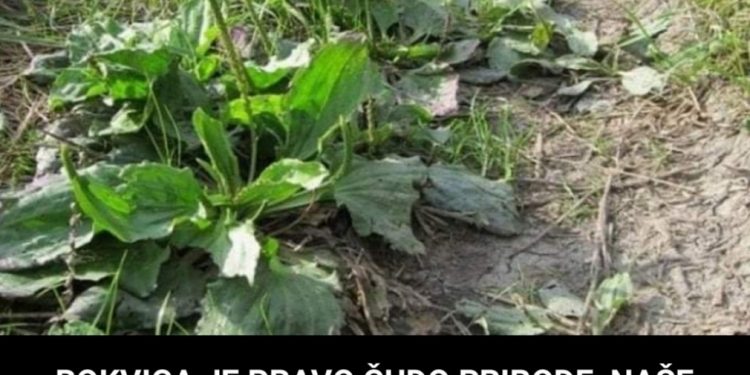 BOKVICA JE PRAVO ČUDO PRIRODE, NAŠE BAKE KAŽU DA JE LIJEK ZA SVE: Prisutna Je Od Davnina, IMA SAMO 1 OPASNOST