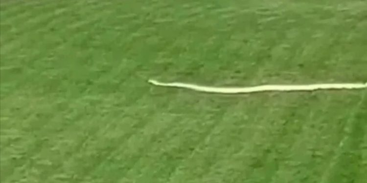 GRAĐANI U PANICI: Piton POBEGAO iz BEOGRADSKOG ZOO-VRTA!