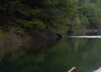 MEČKA PLIVALA ZLATARSKIM JEZEROM