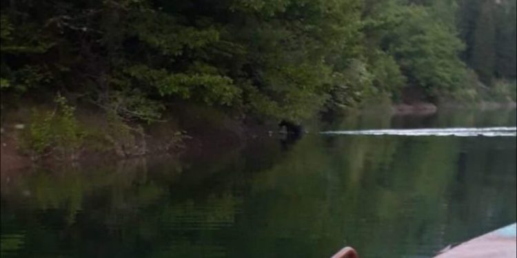 MEČKA PLIVALA ZLATARSKIM JEZEROM